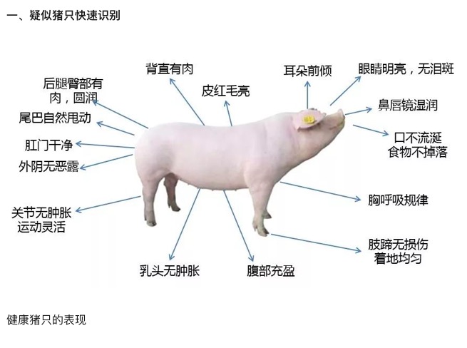 健康豬只識別